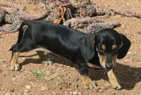 Bailey - Black & Cream Female, a female Miniature Dachshund for sale in Lawton, OK – 4 of 5