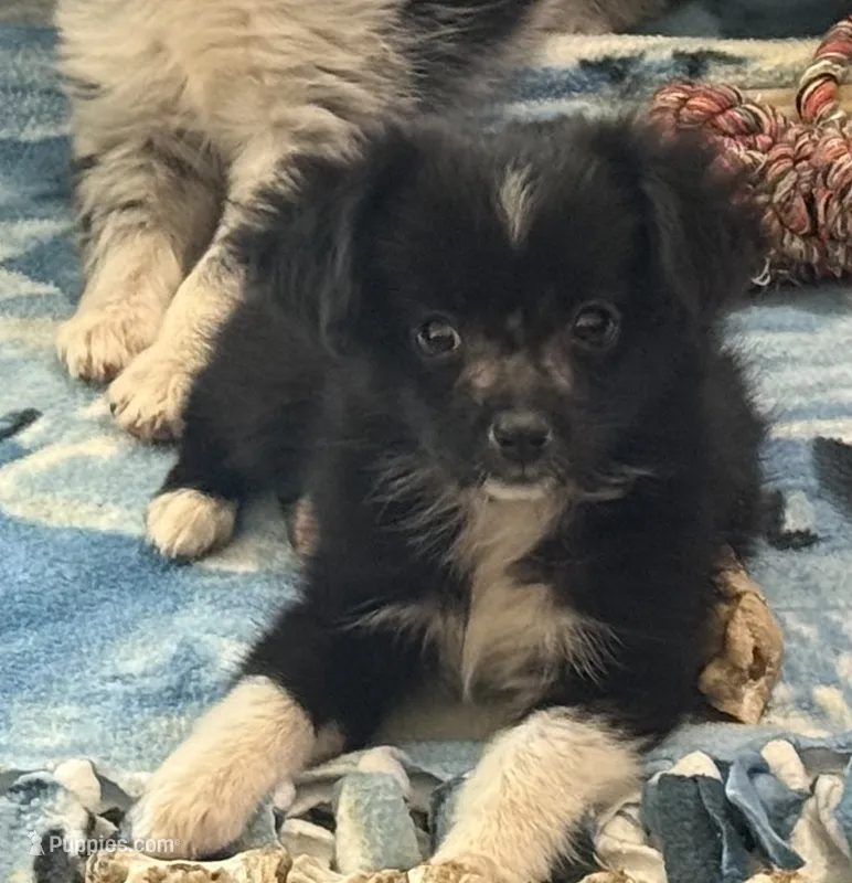 Tiny Tot - Black Bi Female – Toy Australian Shepherd puppy for sale in Lawton, OK