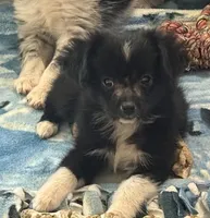 Tiny Tot - Black Bi Female, a female Toy Australian Shepherd for sale in Lawton, OK – 1 of 6