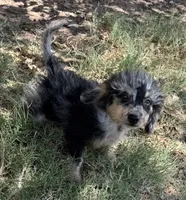 Freckles - Blue Merle Male 1, a male Miniature Aussiedoodle for sale in Lawton, OK – 7 of 10
