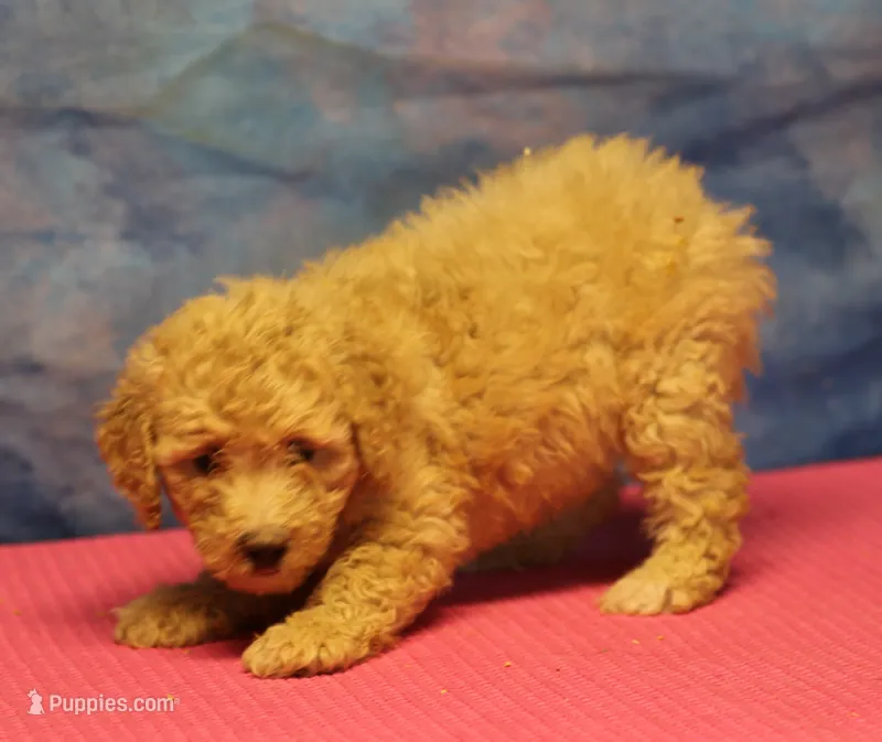 Tiffany - Cream Female – Goldendoodle puppy for sale in Lawton, OK