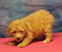 Tiffany - Cream Female, a female Goldendoodle for sale in Lawton, OK – 1 of 10