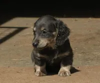 Chloe - Blue & Cream Female, a female Miniature Dachshund for sale in Lawton, OK – 3 of 10