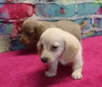Daisy - Cream Female, a female Miniature Dachshund for sale in Lawton, OK – 3 of 10