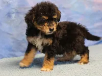 Freckles - Black Phantom Male 1, a male Miniature Aussiedoodle for sale in Lawton, OK – 10 of 10