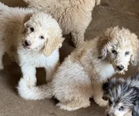 CT - Cream Parti Female, a female Goldendoodle for sale in Lawton, OK – 9 of 10