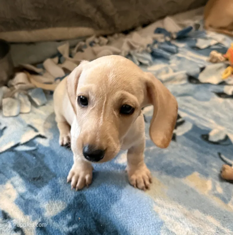 Audi - Light Cream Male – Miniature Dachshund puppy for sale in Lawton, OK