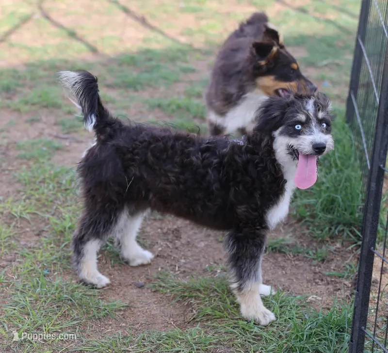 Briley -  Black Tri Female 1 – Miniature Aussiedoodle puppy for sale in Lawton, OK