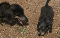 Chloe - Blue & Cream Female, a female Miniature Dachshund for sale in Lawton, OK – 2 of 10