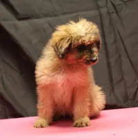 Fluffy - Merle female, a female Miniature Aussiedoodle for sale in Lawton, OK – Photo 10 of 10