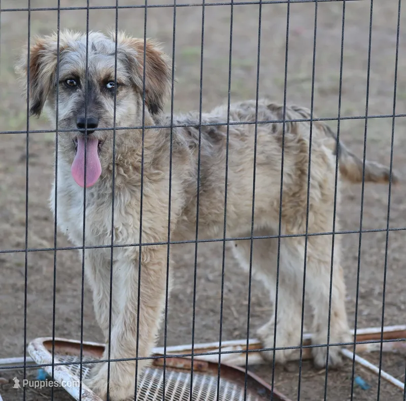 Fluffy - Merle female – Miniature Aussiedoodle puppy for sale in Lawton, OK