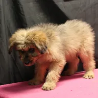 Fluffy - Merle female, a female Miniature Aussiedoodle for sale in Lawton, OK – Photo 3 of 10