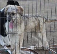 Fluffy - Merle female, a female Miniature Aussiedoodle for sale in Lawton, OK – 4 of 10