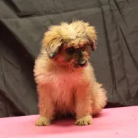 Fluffy - Merle female, a female Miniature Aussiedoodle for sale in Lawton, OK – Photo 8 of 10