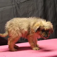 Fluffy - Merle female, a female Miniature Aussiedoodle for sale in Lawton, OK – Photo 4 of 10