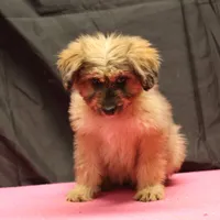 Fluffy - Merle female, a female Miniature Aussiedoodle for sale in Lawton, OK – Photo 9 of 10