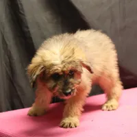 Fluffy - Merle female, a female Miniature Aussiedoodle for sale in Lawton, OK – Photo 5 of 10