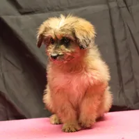 Fluffy - Merle female, a female Miniature Aussiedoodle for sale in Lawton, OK – Photo 1 of 10