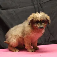 Fluffy - Merle female, a female Miniature Aussiedoodle for sale in Lawton, OK – Photo 6 of 10