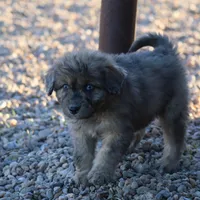 Fluffy - Merle female, a female Miniature Aussiedoodle for sale in Lawton, OK – Photo 2 of 10