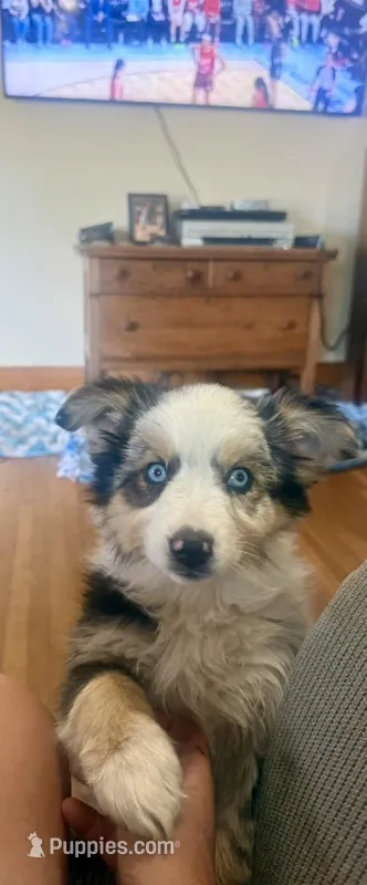 Oakley - Blue Merle Female 3 – Miniature Australian Shepherd puppy for sale in Lawton, OK
