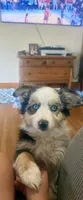 Oakley - Blue Merle Female 3, a female Miniature Australian Shepherd for sale in Lawton, OK – 5 of 10