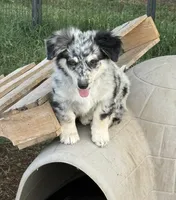Blair - Blue Merle Male 1, a male Miniature Australian Shepherd and Miniature Bernedoodle for sale in Lawton, OK – 2 of 4