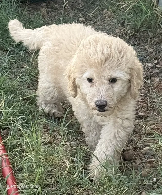 Tiffany - Cream Female – Goldendoodle puppy for sale in Lawton, OK
