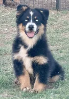 Penny - BET Black Tri Male 2, a male Miniature Australian Shepherd for sale in Lawton, OK – 3 of 10