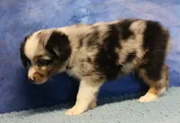 Tiny Tot - Blue Merle Male, a male Toy Australian Shepherd for sale in Lawton, OK – 9 of 10