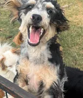 Stormi - Blue Merle Male, a male Miniature Australian Shepherd for sale in Lawton, OK – 3 of 9
