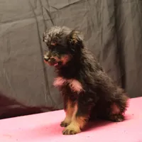 Fluffy - Black Tri Female, a female Miniature Aussiedoodle for sale in Lawton, OK – Photo 3 of 10