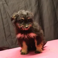 Fluffy - Black Tri Female, a female Miniature Aussiedoodle for sale in Lawton, OK – Photo 6 of 10