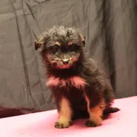 Fluffy - Black Tri Female, a female Miniature Aussiedoodle for sale in Lawton, OK – Photo 2 of 10
