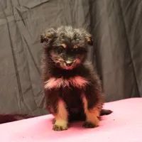 Fluffy - Black Tri Female, a female Miniature Aussiedoodle for sale in Lawton, OK – Photo 5 of 10