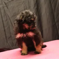 Fluffy - Black Tri Female, a female Miniature Aussiedoodle for sale in Lawton, OK – Photo 4 of 10