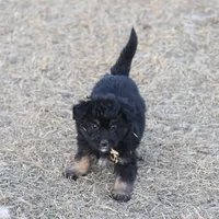 Fluffy - Black Tri Female, a female Miniature Aussiedoodle for sale in Lawton, OK – Photo 7 of 10