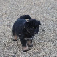 Fluffy - Black Tri Female, a female Miniature Aussiedoodle for sale in Lawton, OK – Photo 10 of 10