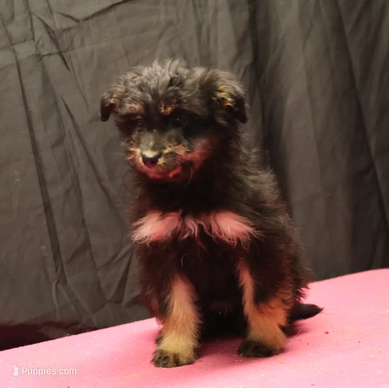 Fluffy - Black Tri Female