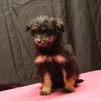 Fluffy - Black Tri Female, a female Miniature Aussiedoodle for sale in Lawton, OK – Photo 1 of 10