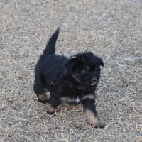 Fluffy - Black Tri Female, a female Miniature Aussiedoodle for sale in Lawton, OK – Photo 8 of 10