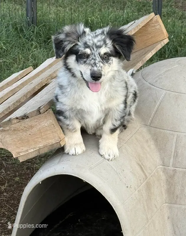 Blair - Blue Merle Male 1 – Miniature Australian Shepherd, Miniature Bernedoodle puppy for sale in Lawton, OK