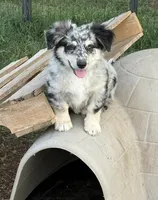 Blair - Blue Merle Male 1, a male Miniature Australian Shepherd and Miniature Bernedoodle for sale in Lawton, OK – 1 of 4