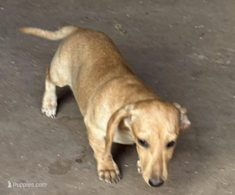 Audi - Cream Female, a female Miniature Dachshund for sale in Lawton, OK – 1 of 7
