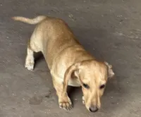 Audi - Cream Female, a female Miniature Dachshund for sale in Lawton, OK – 1 of 7