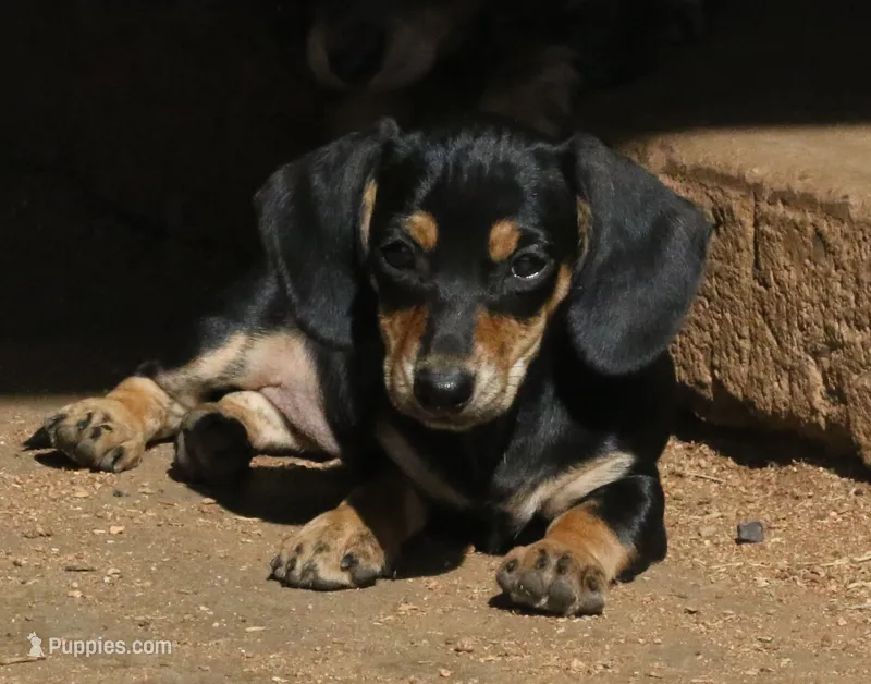 Bailey - Black & Cream Female, a female Miniature Dachshund for sale in Lawton, OK – 1 of 5