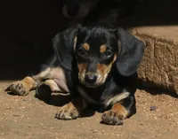 Bailey - Black & Cream Female, a female Miniature Dachshund for sale in Lawton, OK – 1 of 5