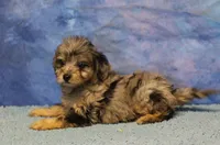 Freckles - Blue Merle Male 2, a male Miniature Aussiedoodle for sale in Lawton, OK – 5 of 8