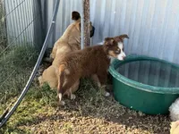 Reddy, a female Miniature Australian Shepherd for sale in Lawton, OK – 9 of 10