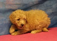 Tiffany - Cream Female, a female Goldendoodle for sale in Lawton, OK – 8 of 10